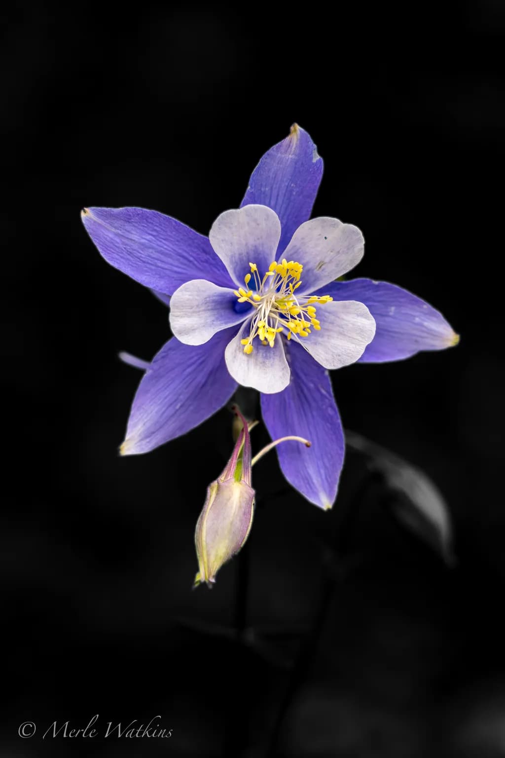 Whispers of Elegance: A Striking Blue Flower in Monochrome Serenity