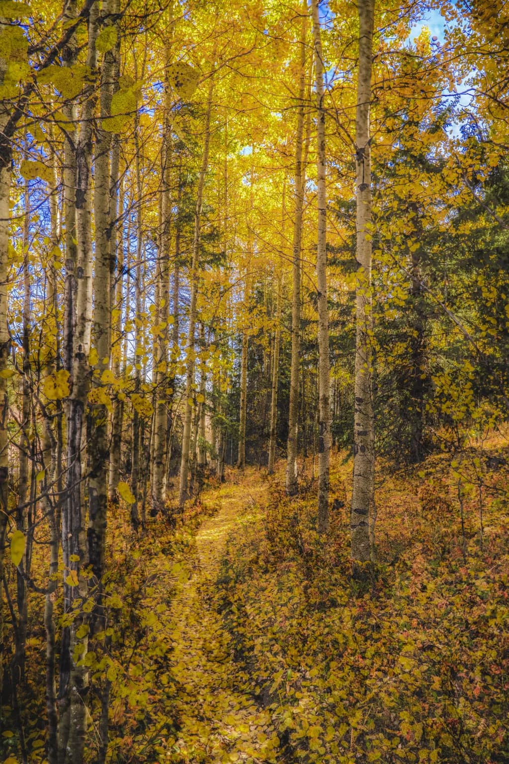 Whispers of Autumn: A Serene Path Through Golden Forests