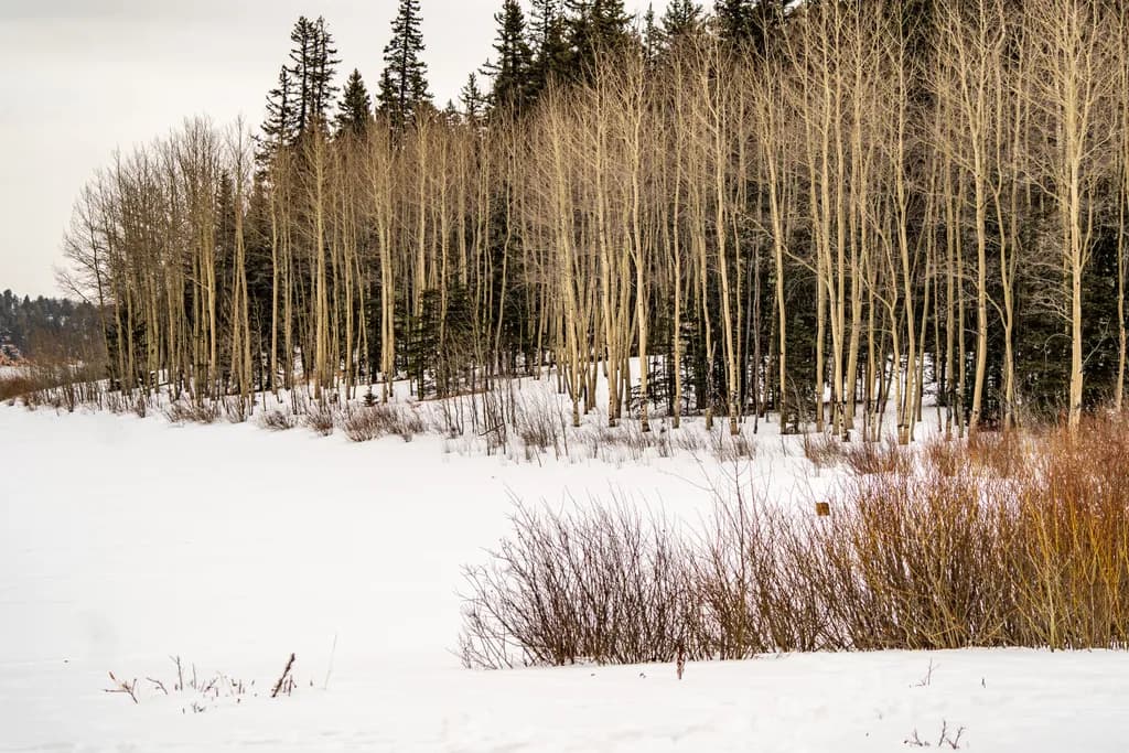Whispers of Winter: A Serene Snowy Landscape with Aspens and Evergreens