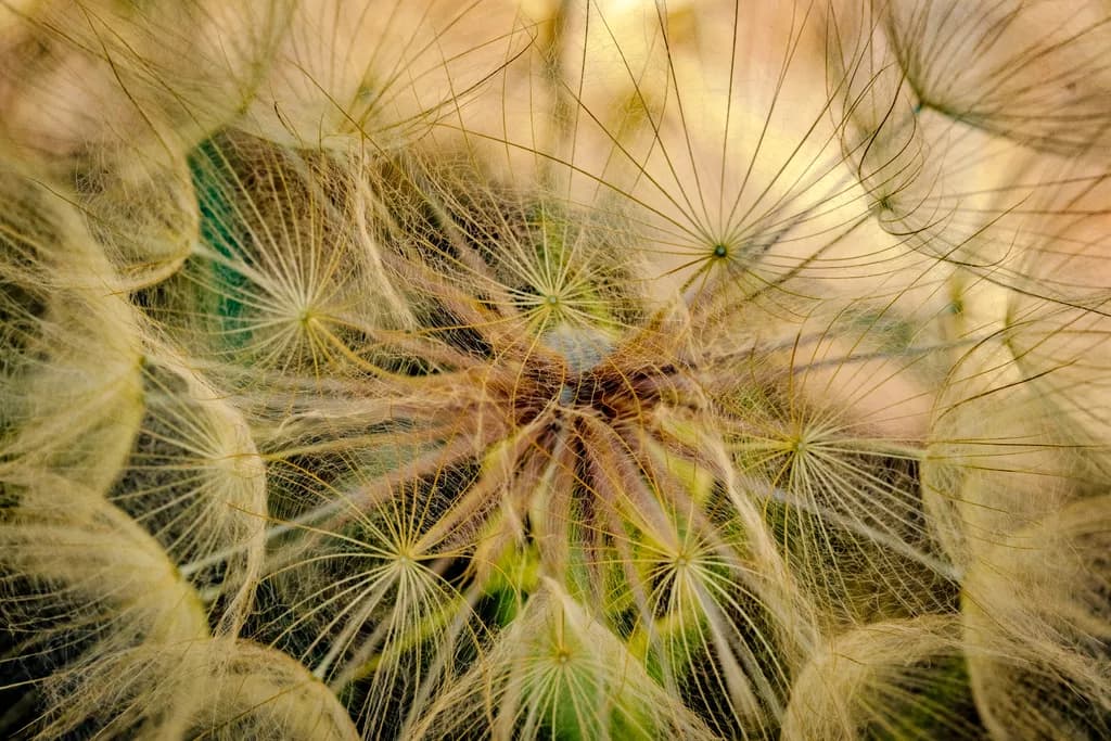 Whispers of Nature: A Delicate Dance of Fluff and Texture in Macro Perspective