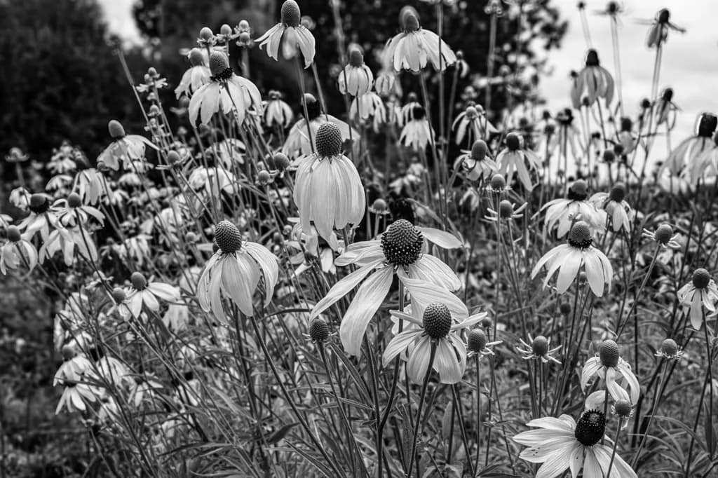 Whispers of Nature: A Delicate Dance of Black and White Blooms in the Field