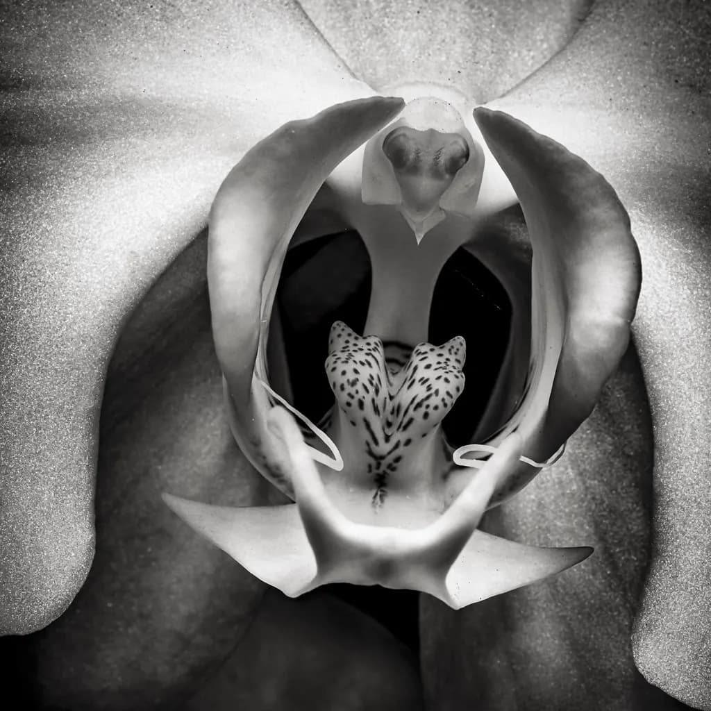 Whispers of Nature: A Delicate Black-and-White Macro Study of an Orchid's Heart