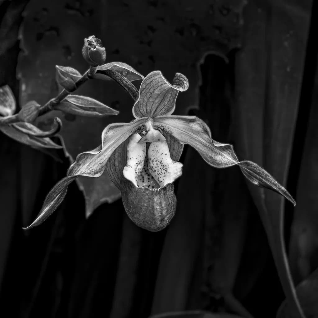Whispers of Elegance: A Black and White Orchid in Delicate Bloom