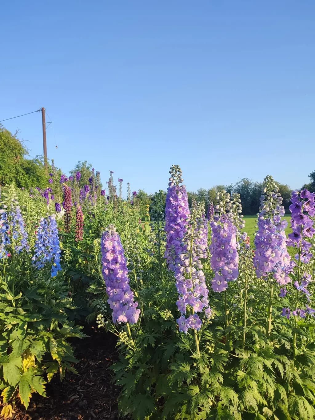 Whispers of Lavender: A Serene Floral Symphony Under the Clear Blue Sky