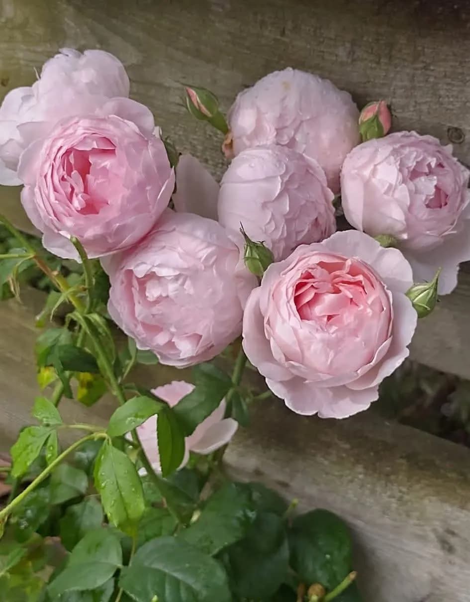 Whispers of Pink: A Serene Bouquet of Roses Embraced by Nature's Greenery