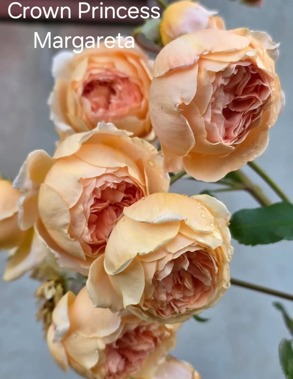 Whispers of Elegance: Crown Princess Margareta Roses in Bloom