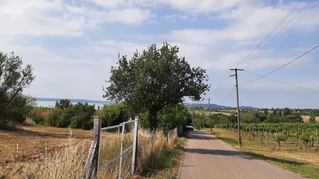 Whispers of the Vineyard: A Serene Journey Through Nature's Embrace
