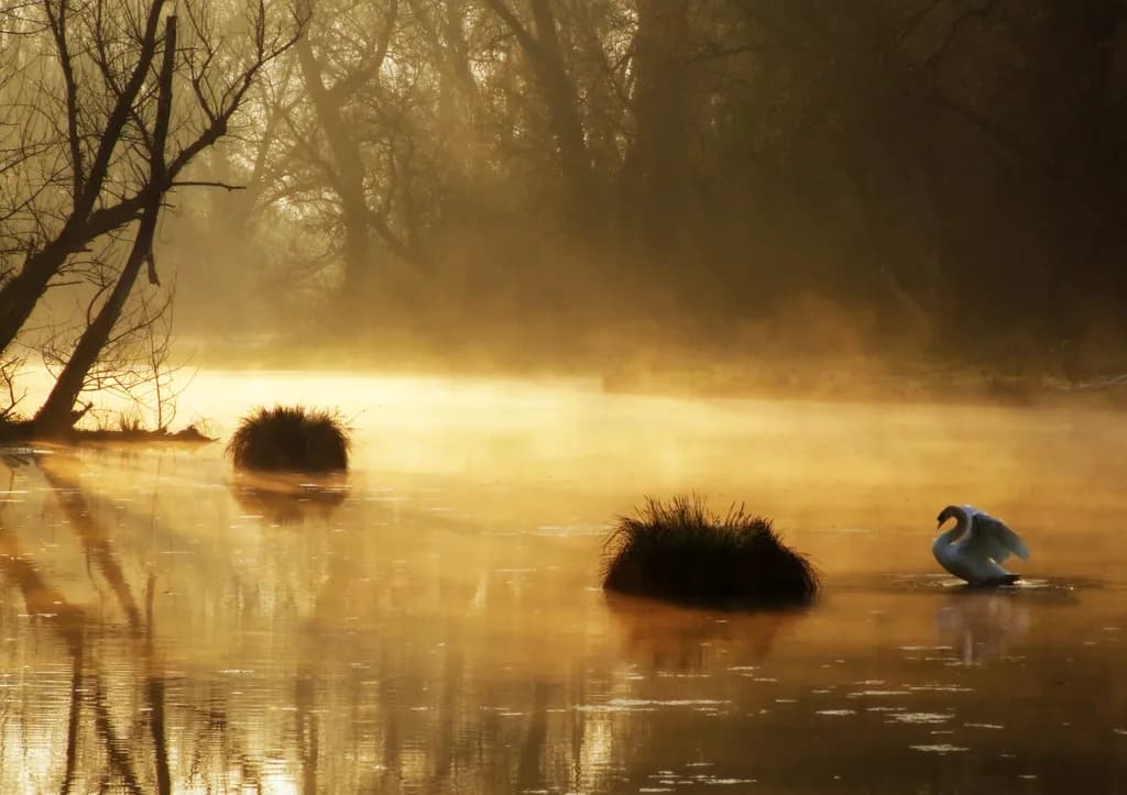 Serenity in Mist: A Tranquil Reflection of Nature with a Graceful Swan