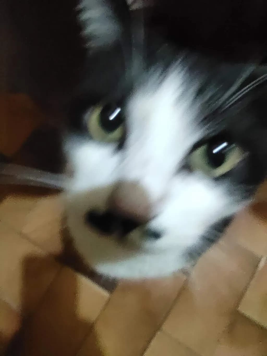 Curious Whiskers: A Playful Cat's Close-Up Adventure in Soft Focus