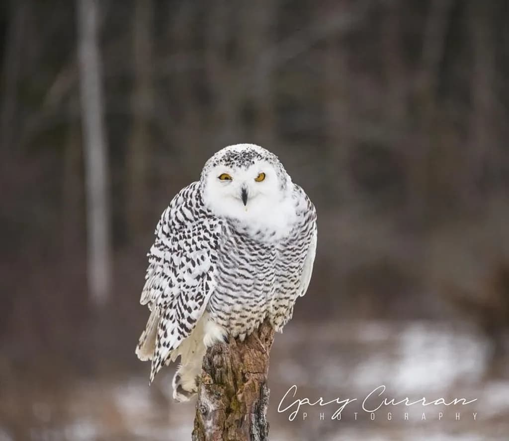 Snowy Owl Stance