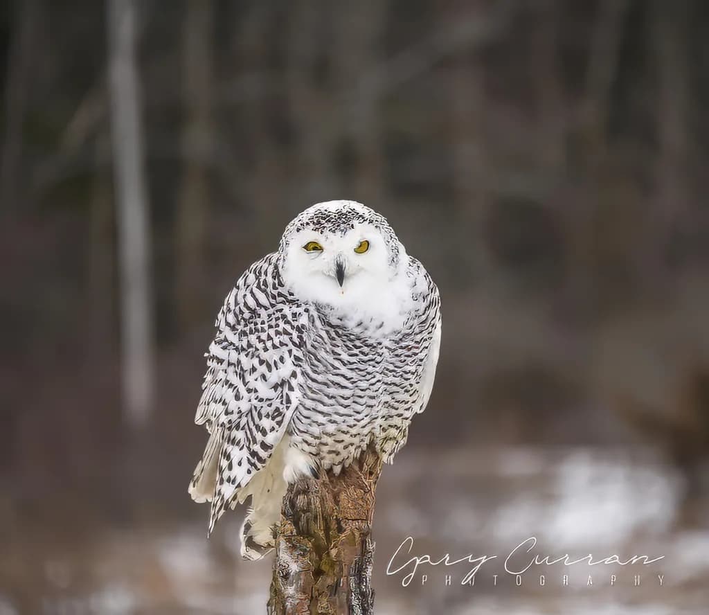 Whimsical Watcher: The Enigmatic Snowy Owl in Nature's Embrace