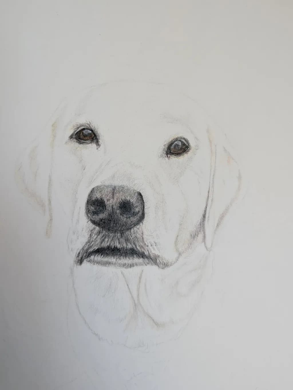 Gentle Gaze: A Portrait of Loyalty and Love