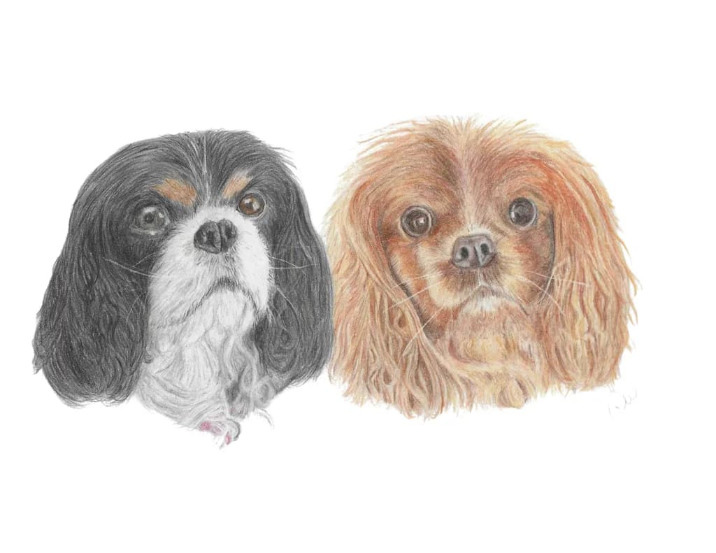 Whiskered Companions: A Heartfelt Portrait of Two Adorable Cavalier King Charles Spaniels