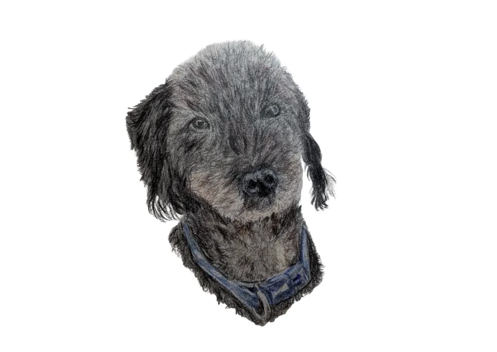 Whiskers and Wonder: A Heartfelt Portrait of a Beloved Canine Companion