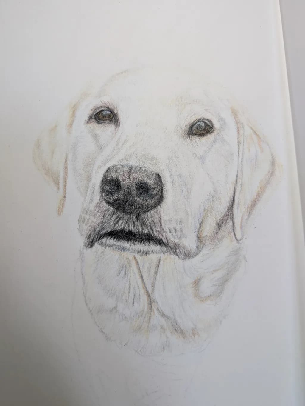 Gentle Gaze: A Heartfelt Portrait of a Loyal Companion