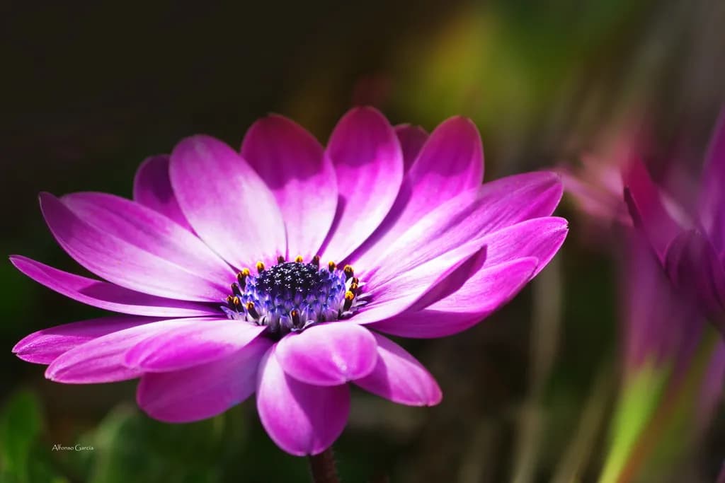 Pink Elegance