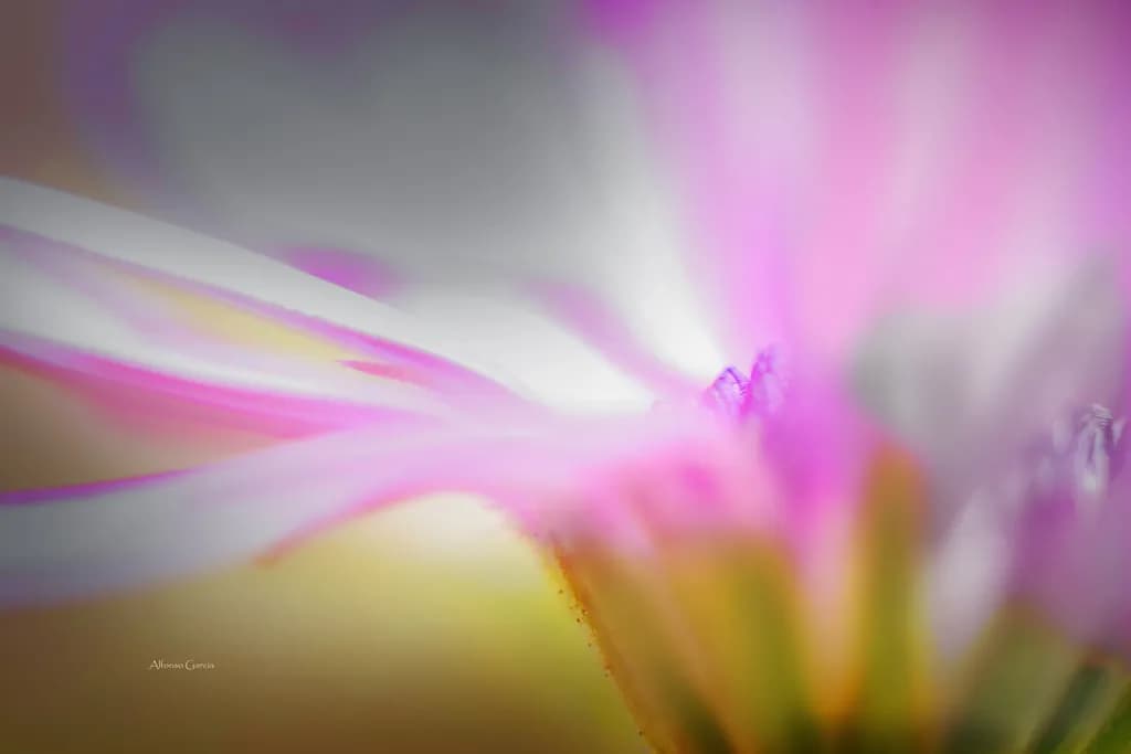 Soft Floral Abstraction