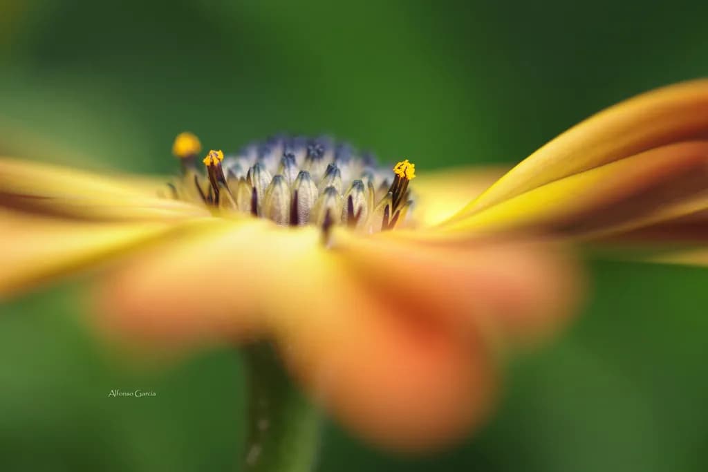 Center Bloom