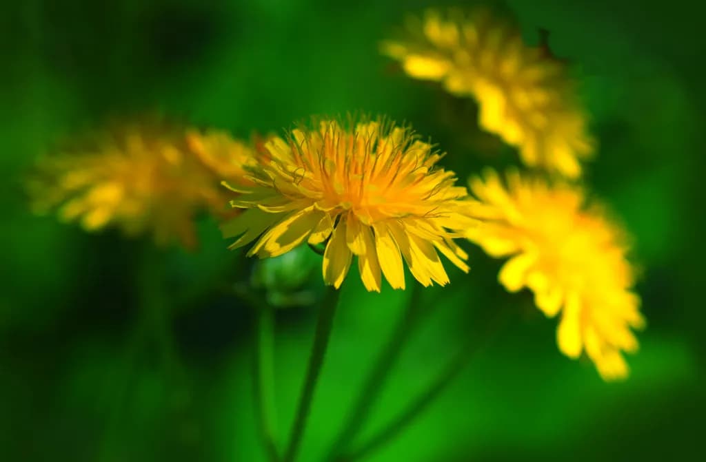 Golden Cluster