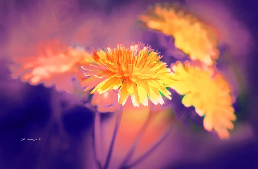 Golden Bloom