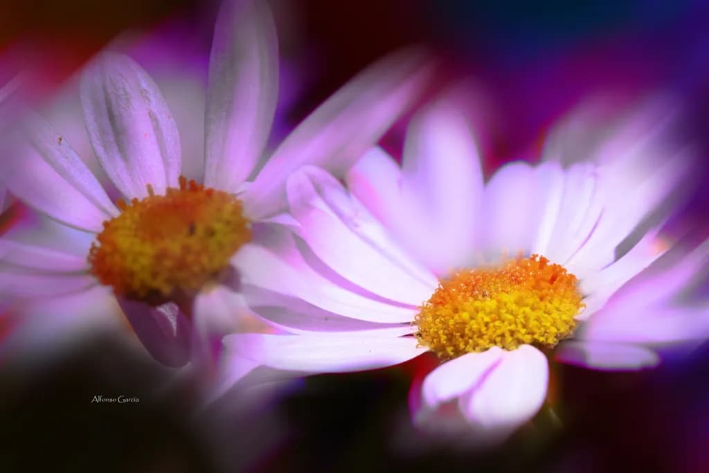 Daisy Glow