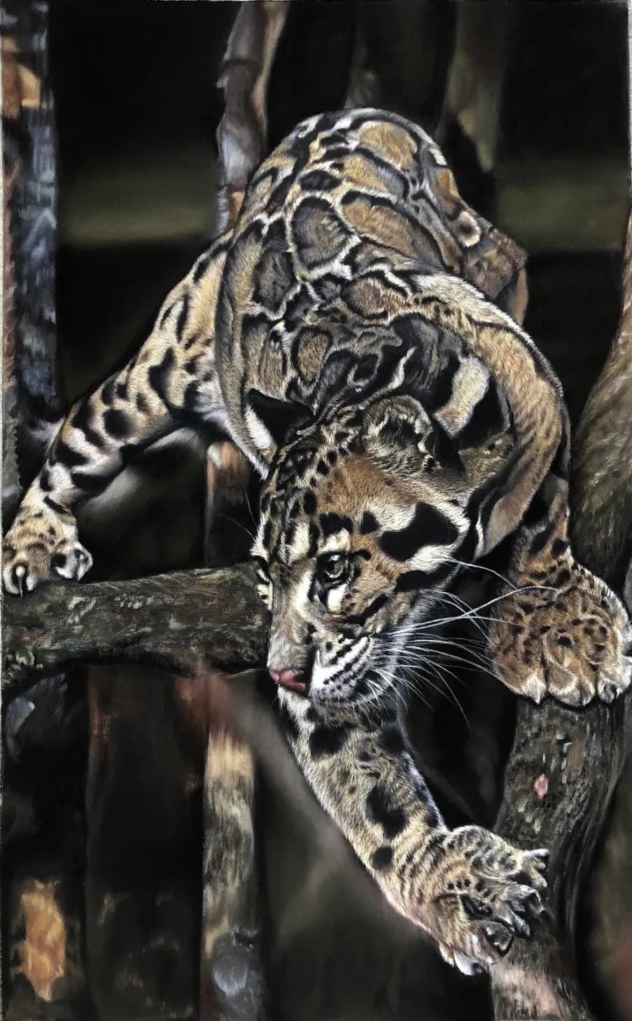 Whispers of the Wild: A Captivating Portrait of a Clouded Leopard in Motion