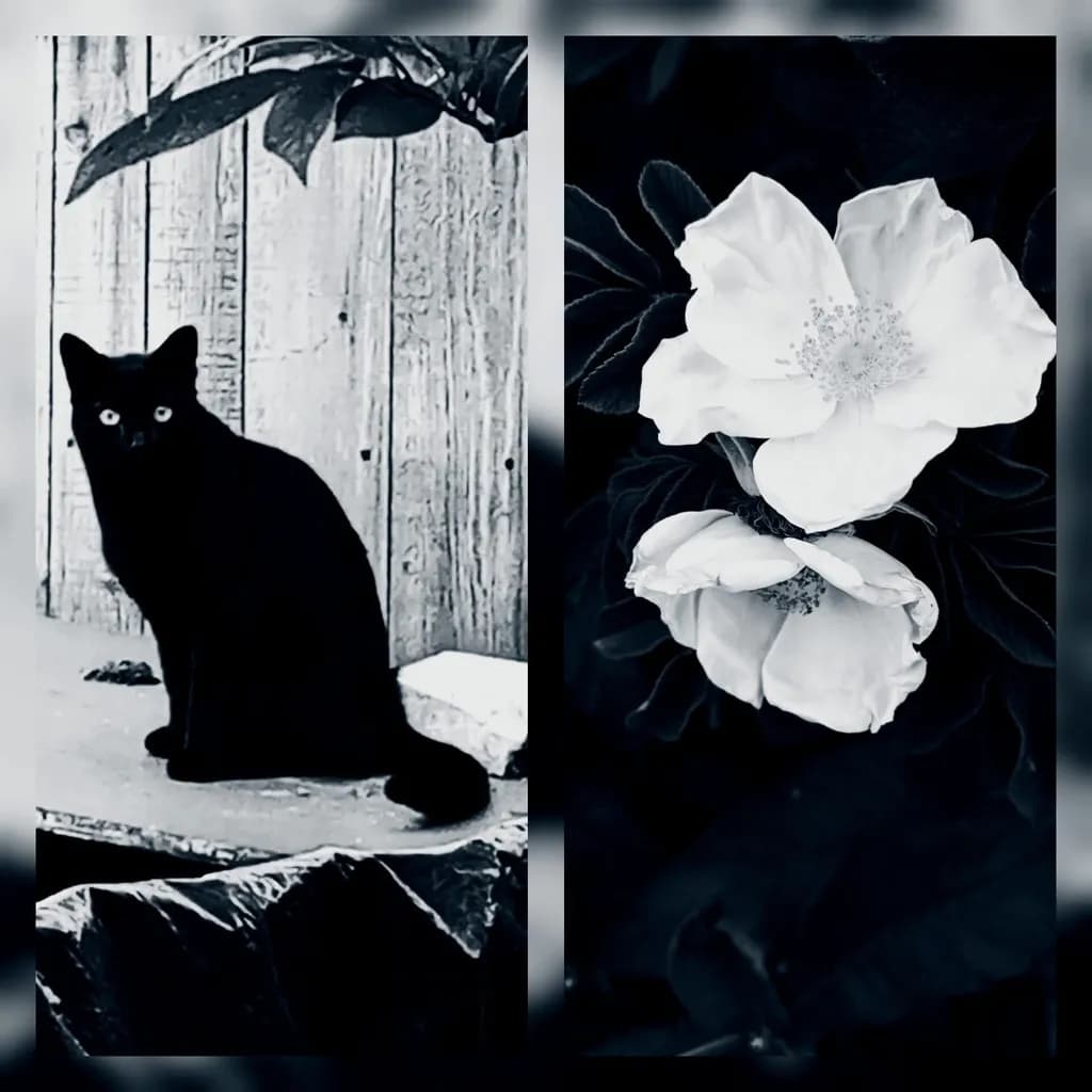 Whispers of Monochrome: A Black Cat and Blossoms in Contrast