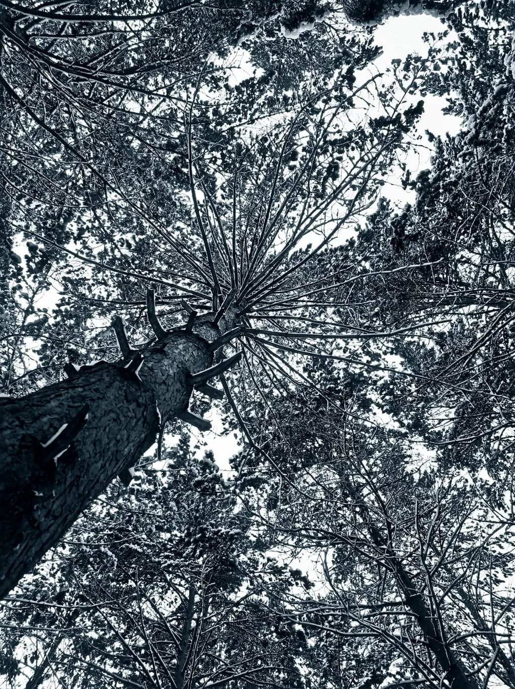 Whispers of Winter: A Journey Through Snow-Covered Canopies