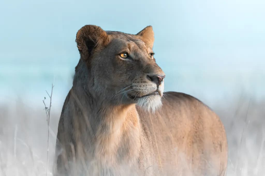 Majestic Serenity: A Profile of the Lioness in Nature's Embrace