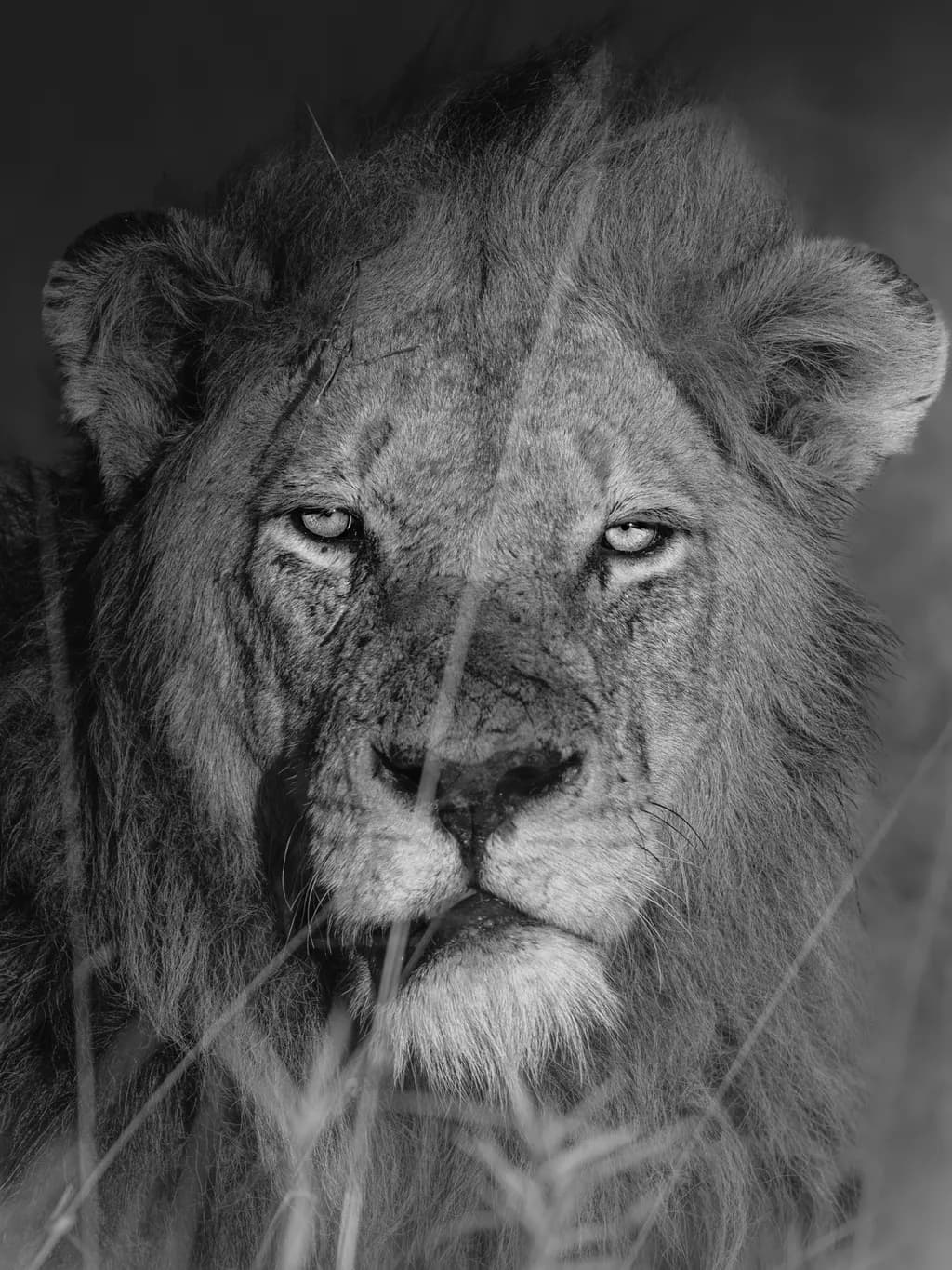 Majestic Monochrome: The Fierce Gaze of a Regal Lion