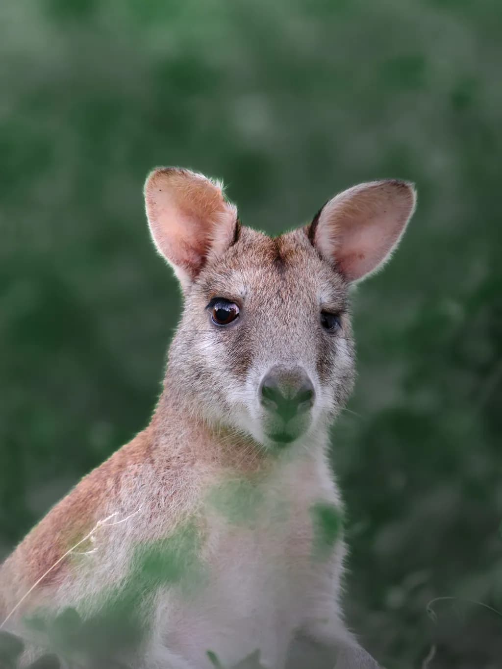 Whimsical Encounter: A Serene Portrait of a Wallaby in Nature's Embrace