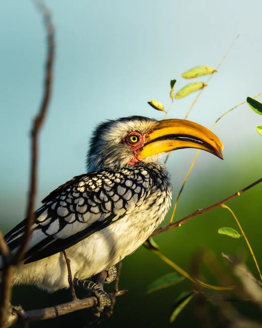 Majestic Hornbill: A Portrait of Nature's Vibrant Beauty