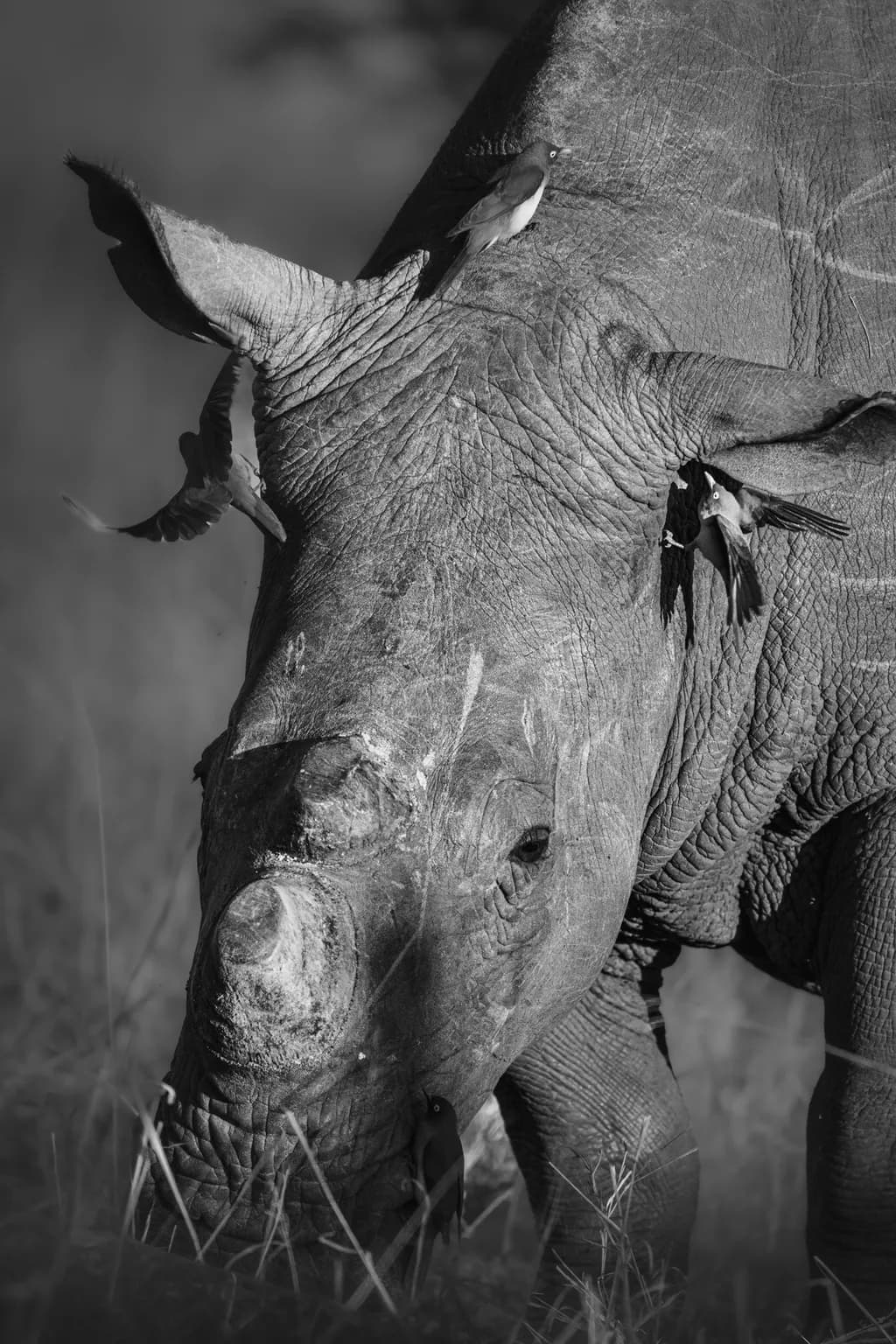 Whispers of the Wild: A Black and White Encounter with Nature's Giants