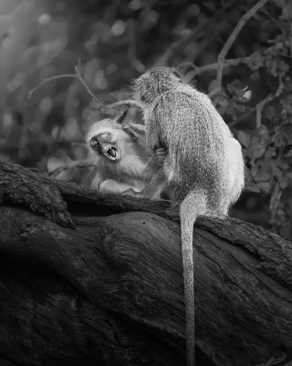 Whimsical Encounters: A Playful Dance of Monkeys in Black and White