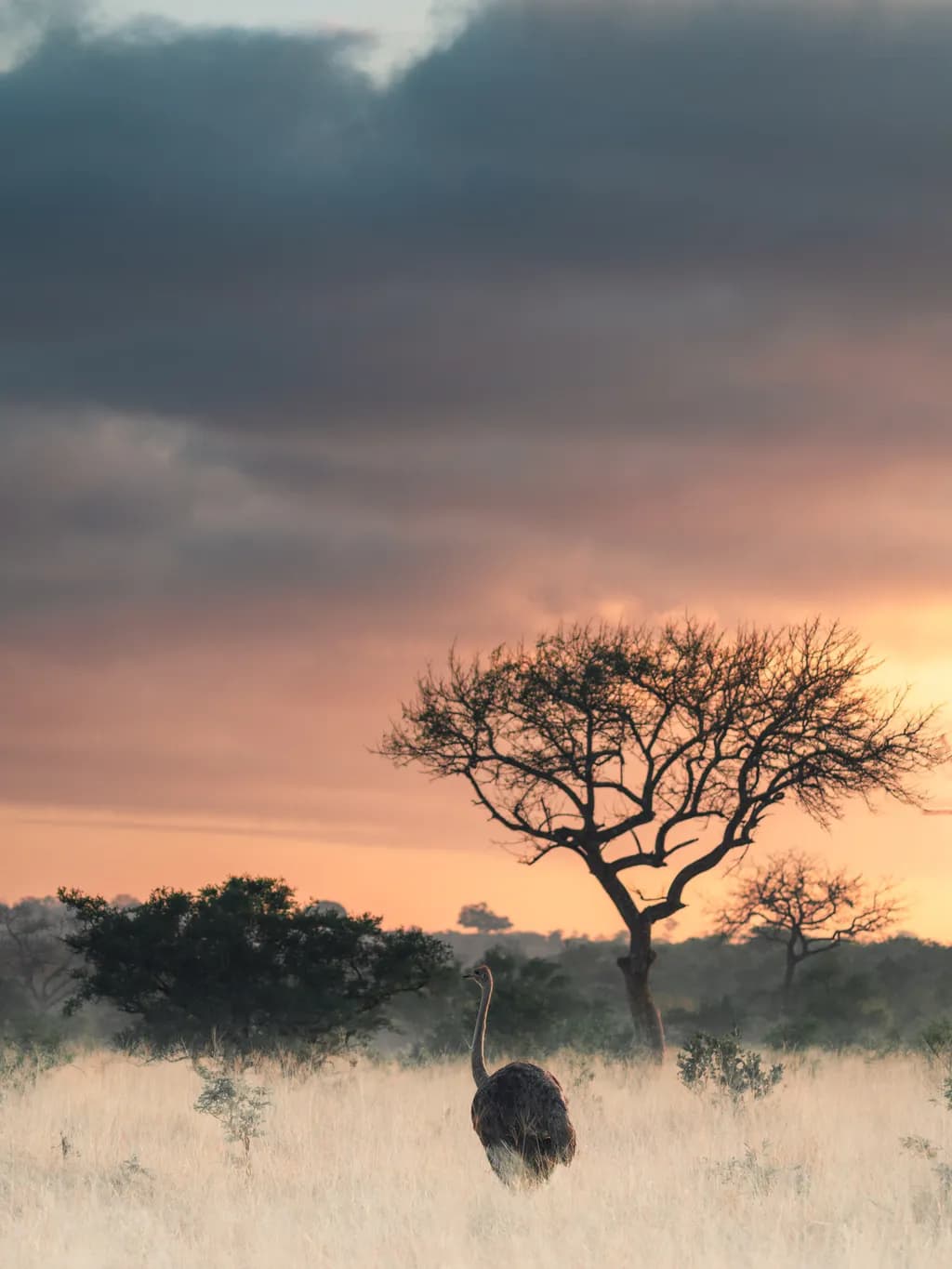 Whispers of the Savannah: An Ostrich at Dusk