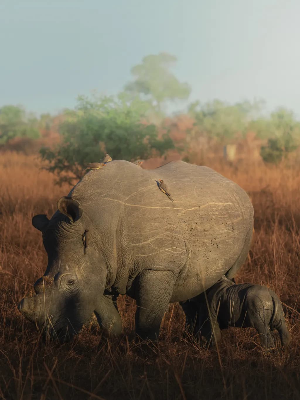 Gentle Giants: A Mother Rhino and Her Calf in the Golden Light of Dawn