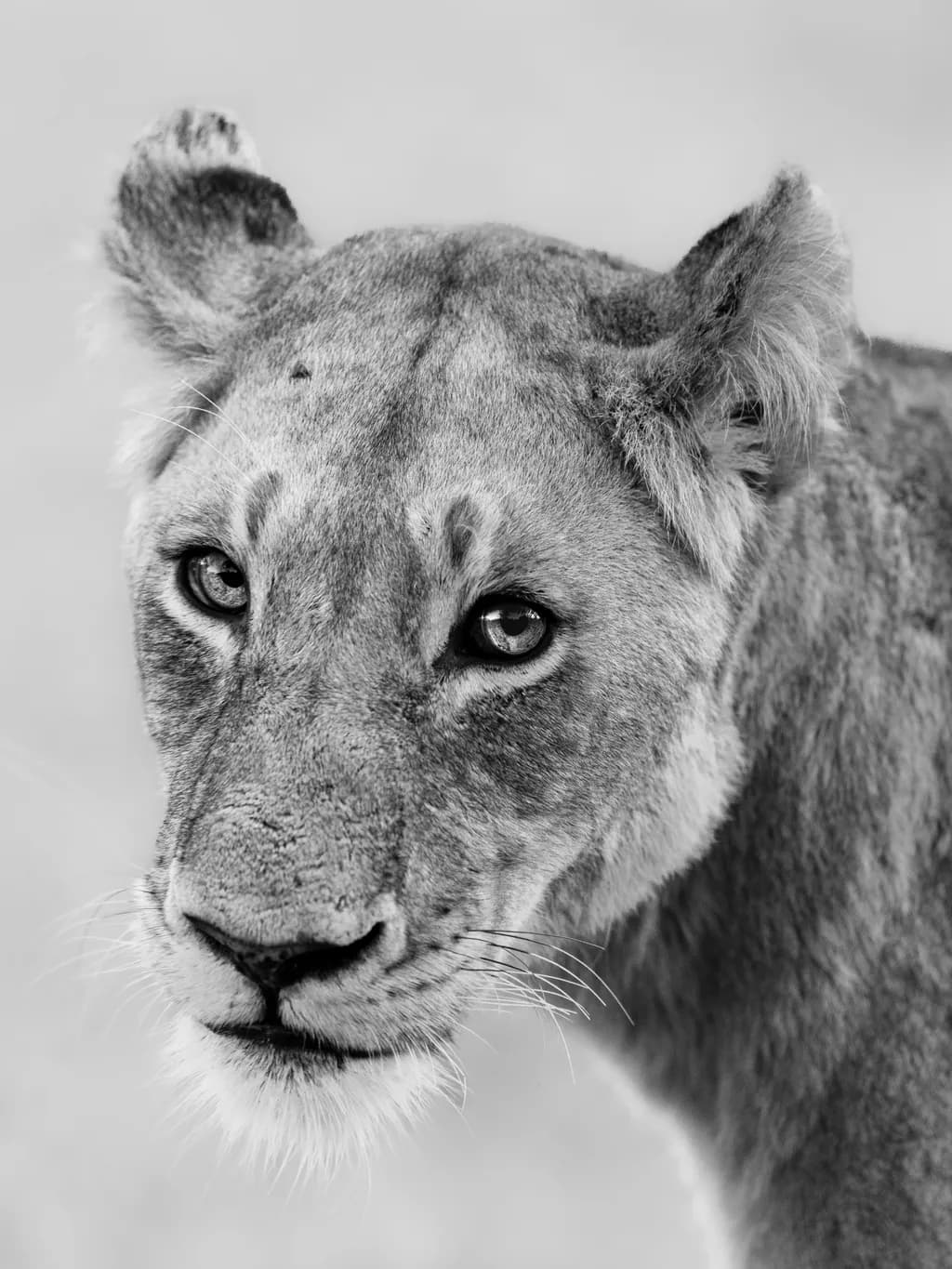 Majestic Gaze: A Black and White Portrait of a Lioness