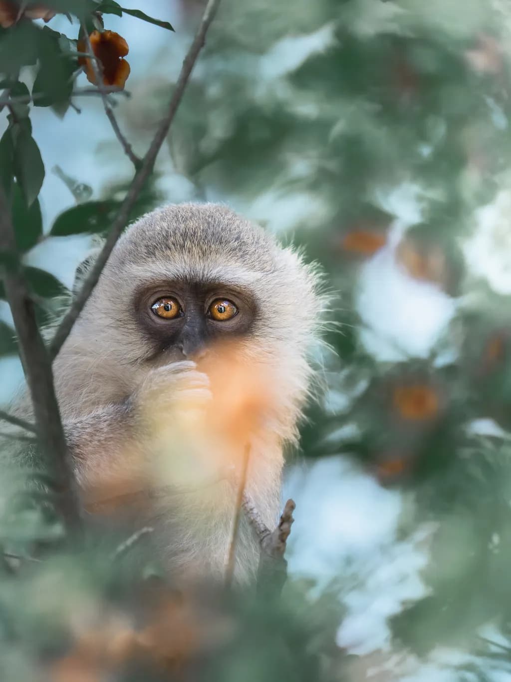 Whispers of the Wild: A Glimpse into the Soul of a Curious Monkey
