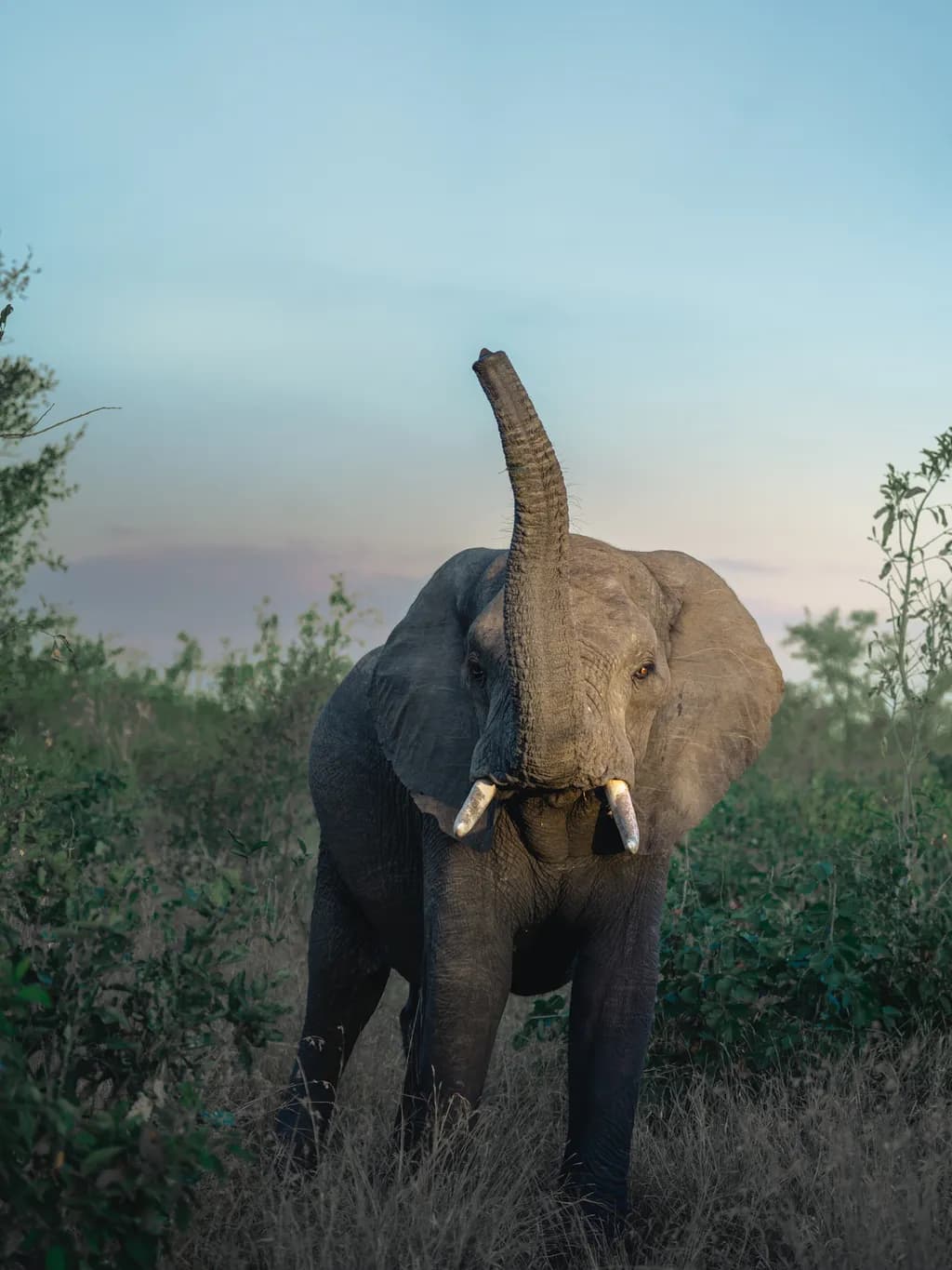 Majestic Guardian of the Savanna: An Elephant's Serenade at Dusk