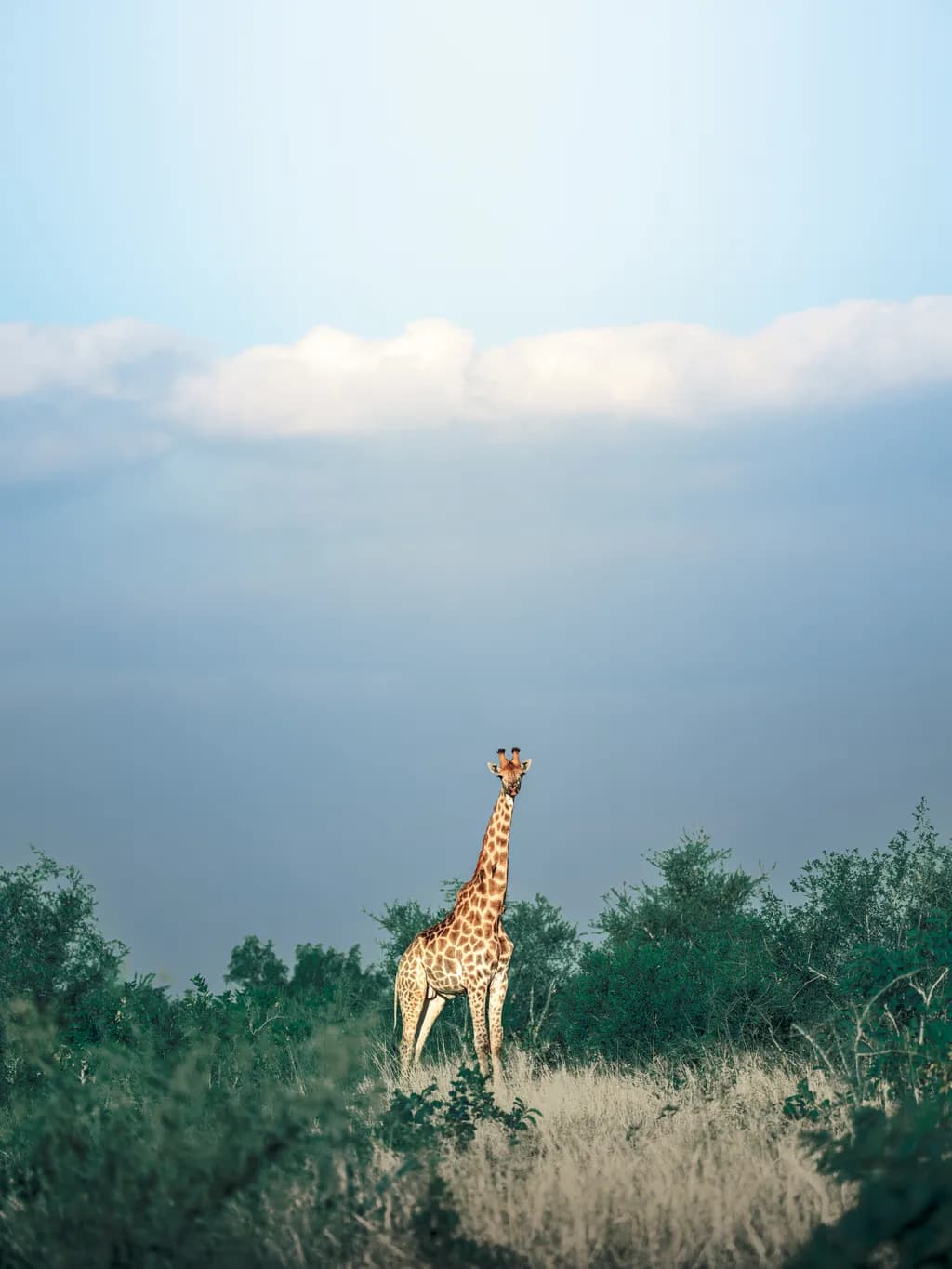 Majestic Giraffe Against a Serene Sky: A Captivating Wildlife Portrait