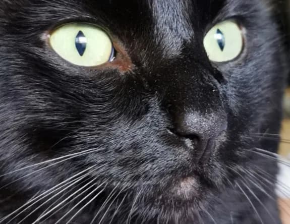 Mystical Gaze: The Enigmatic Allure of a Black Cat's Eyes