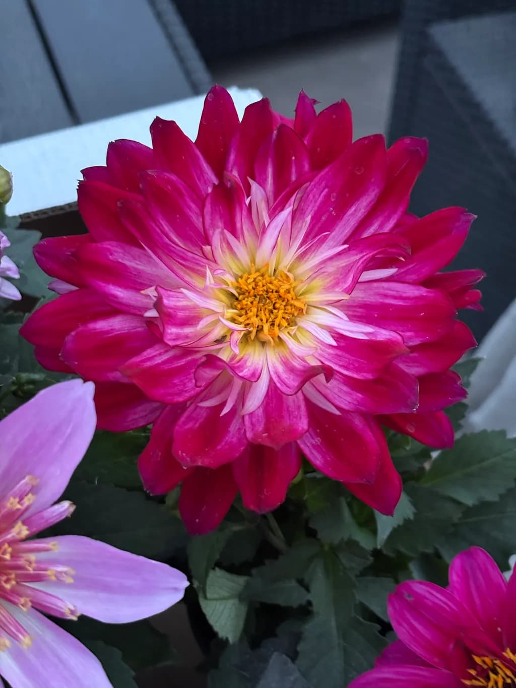 Crimson Bloom