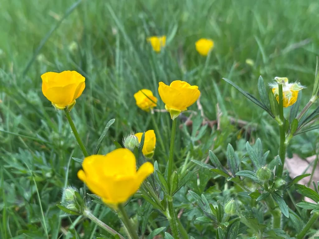 Yellow Bloomscape