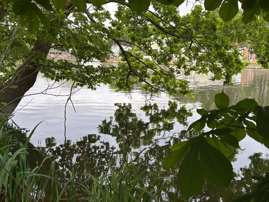 Riverside Reflection