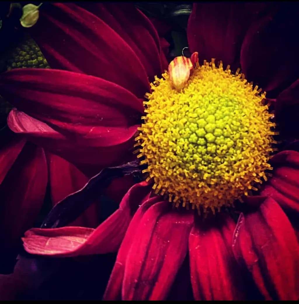 Crimson Bloom