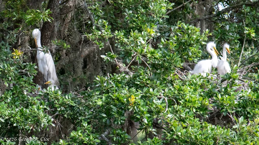 "The Daycare Center" Great Egret Rookery