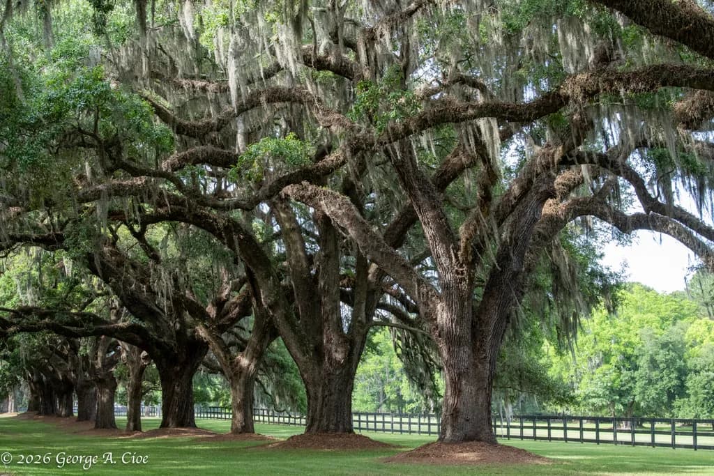 "What Love Looks Like in 300 Years" Oak Trees Along Boone Plantation Entrance