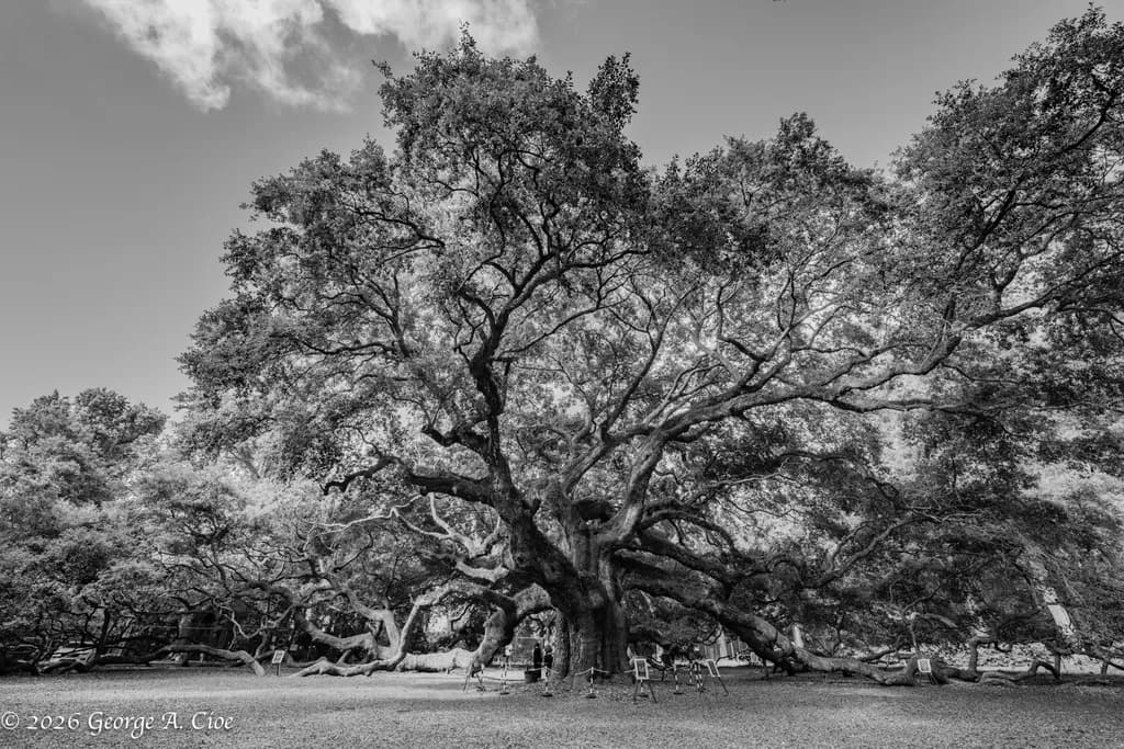 "Ancient Majesty in Monochrome" The Angel Oak Tree