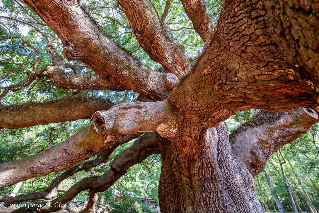 "Where Limbs Become Architecture" The Angel Oak Tree