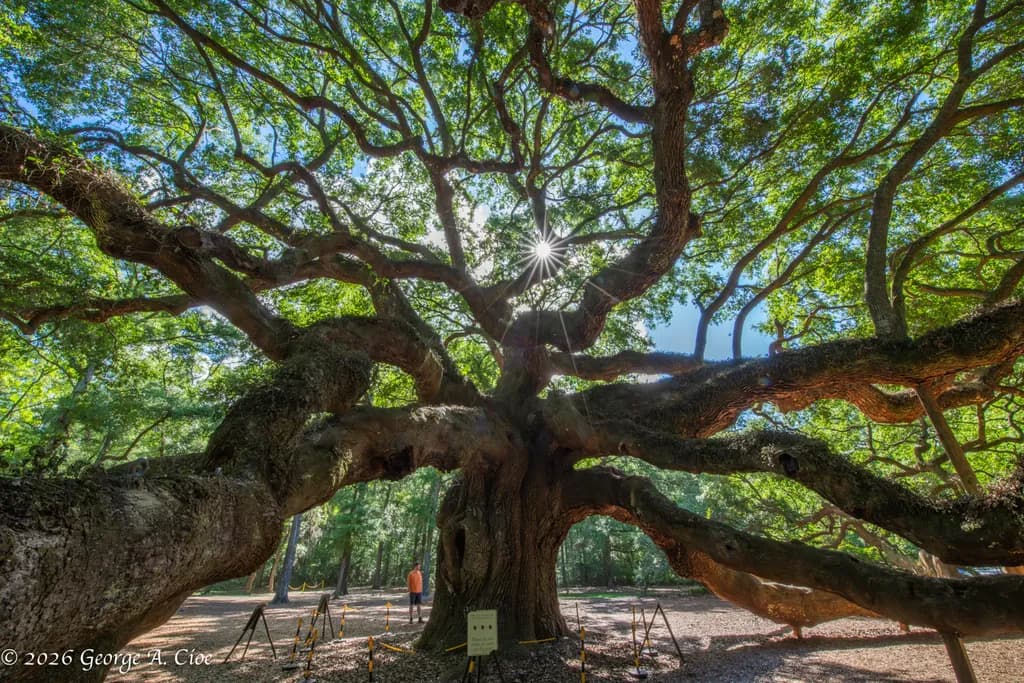 "Sunlight Through the Soul of the South" The Angel Oak Tree